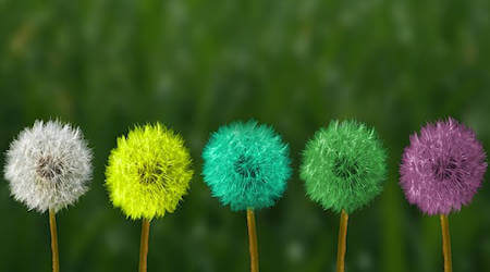 5 fiori uguali ma di diverso colore.