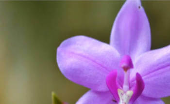 fiore