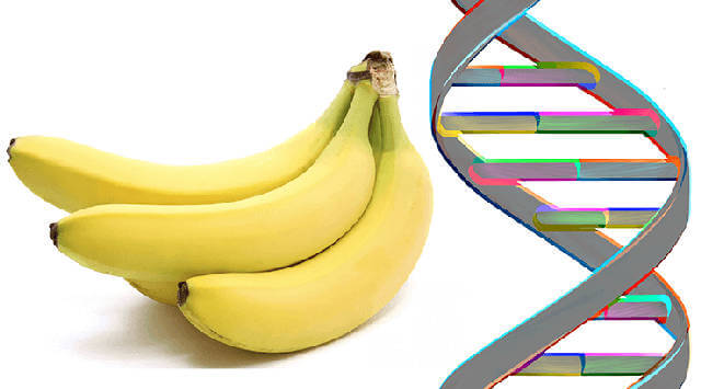 DNA Banana