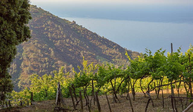 Vigneto Liguria