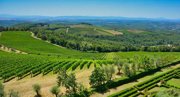 Toscana Vigne