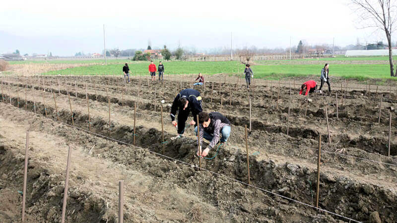 impianto del vigneto